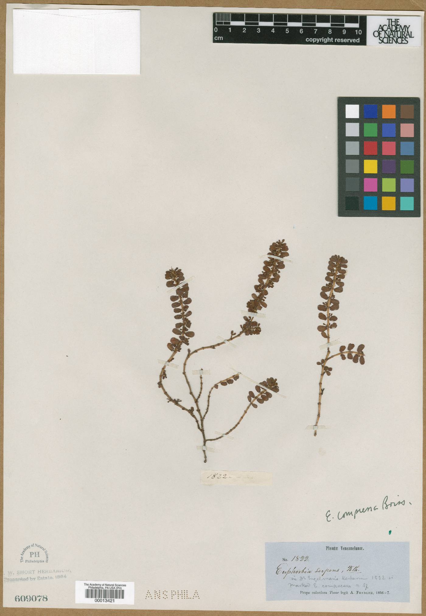 Euphorbia compressa image