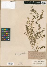 Euphorbia consanguinea image