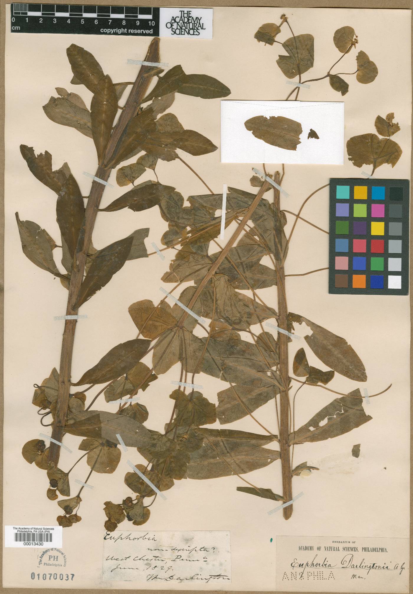 Euphorbia darlingtonii image