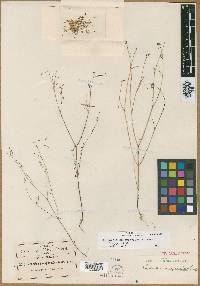 Euphorbia hexagonoides image