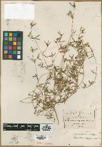 Image of Euphorbia longeramosa