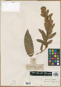 Euphorbia lucida image