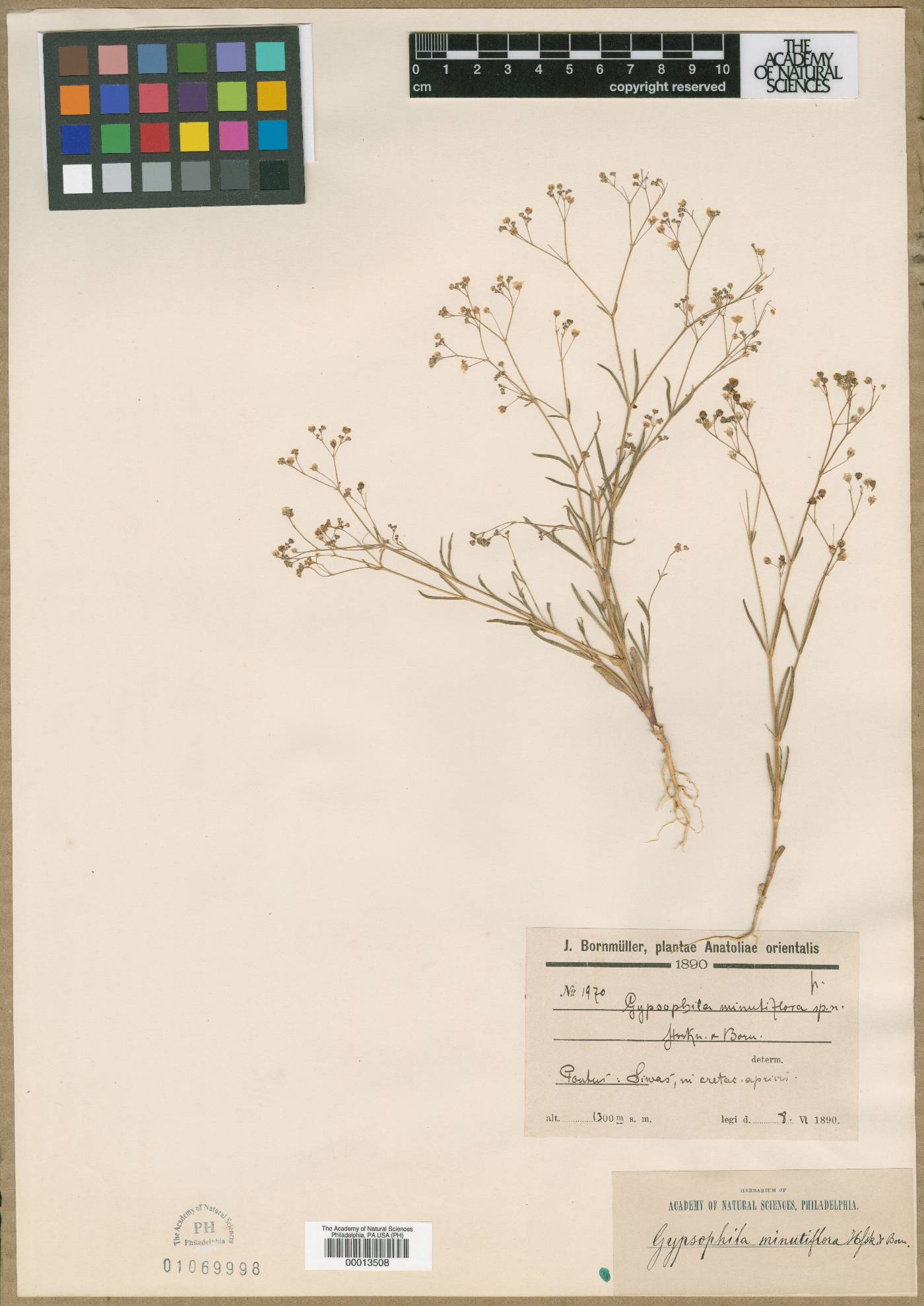 Gypsophila heteropoda subsp. minutiflora image