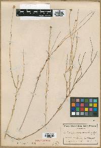 Media resource of Zyrphelis levis