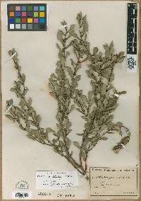 Hakea prostrata image