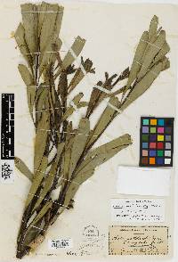 Image of Hakea multilineata