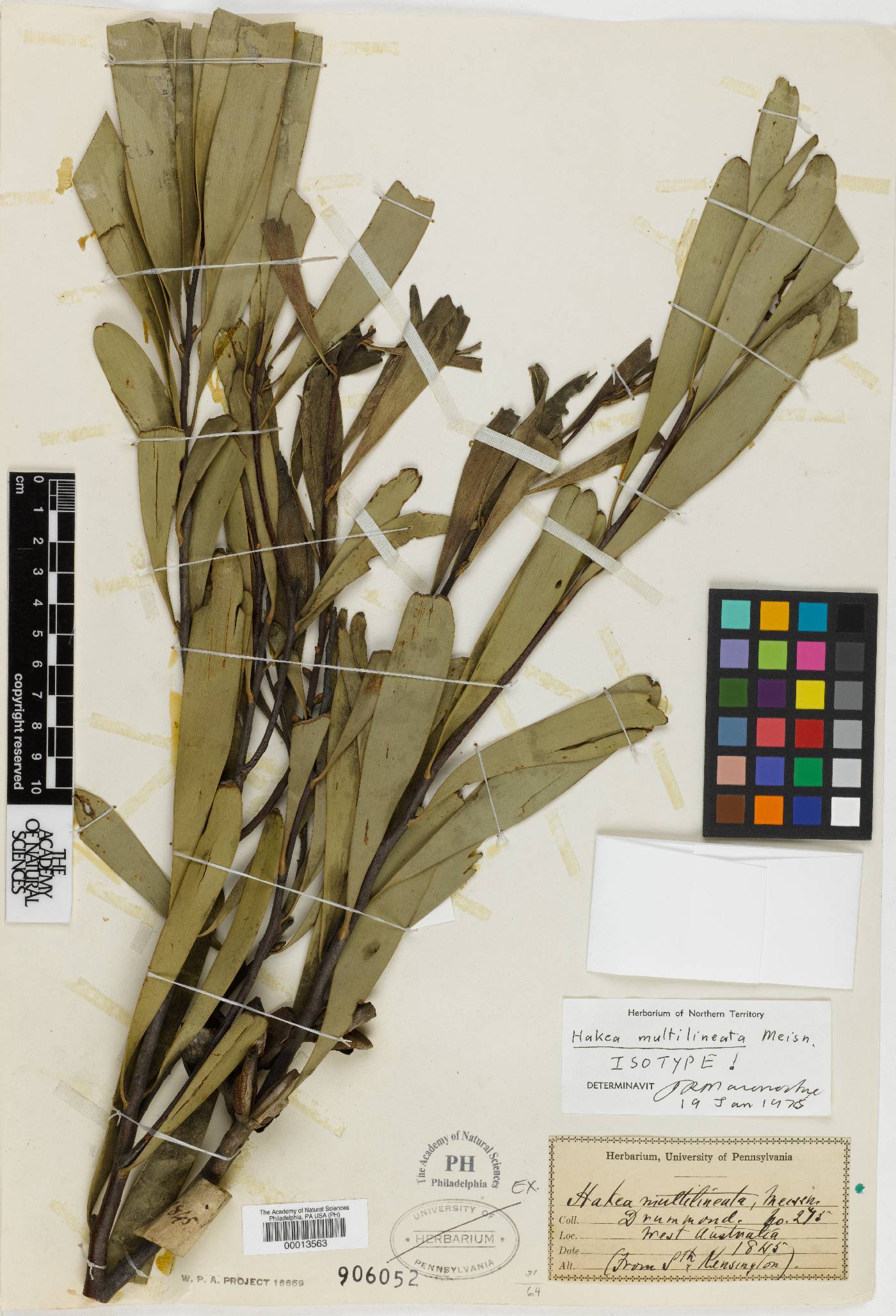 Hakea multilineata image