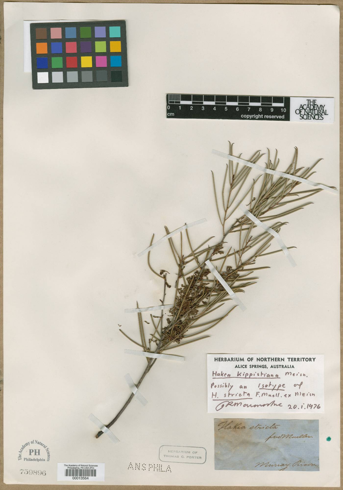 Hakea leucoptera subsp. leucoptera image