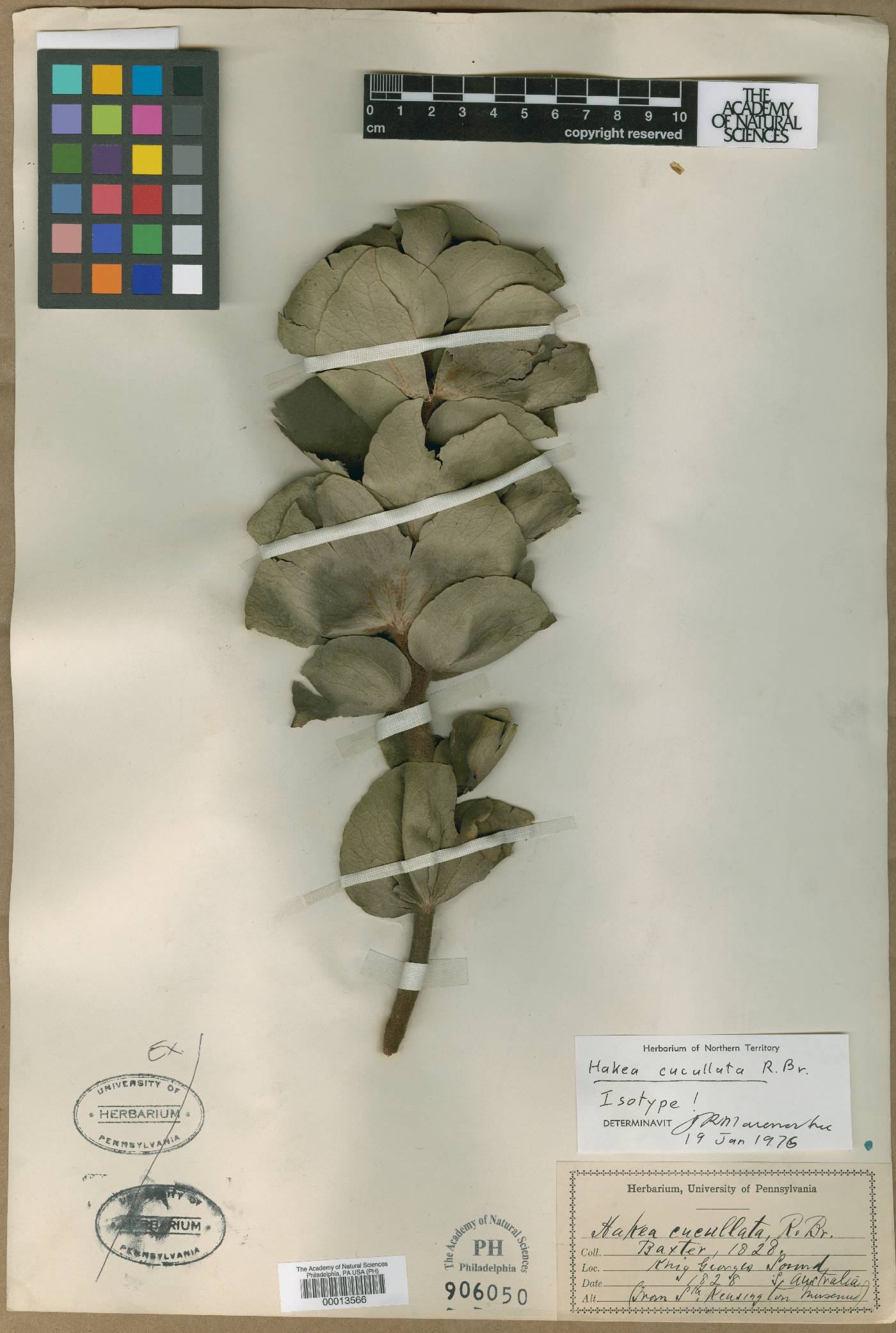 Hakea cucullata image