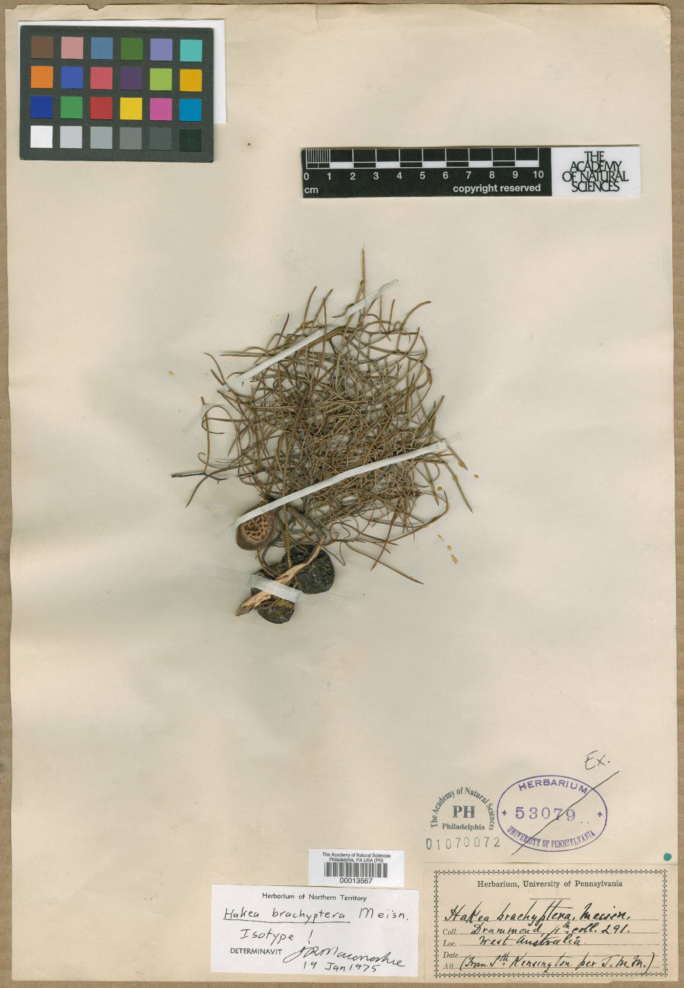 Hakea brachyptera image