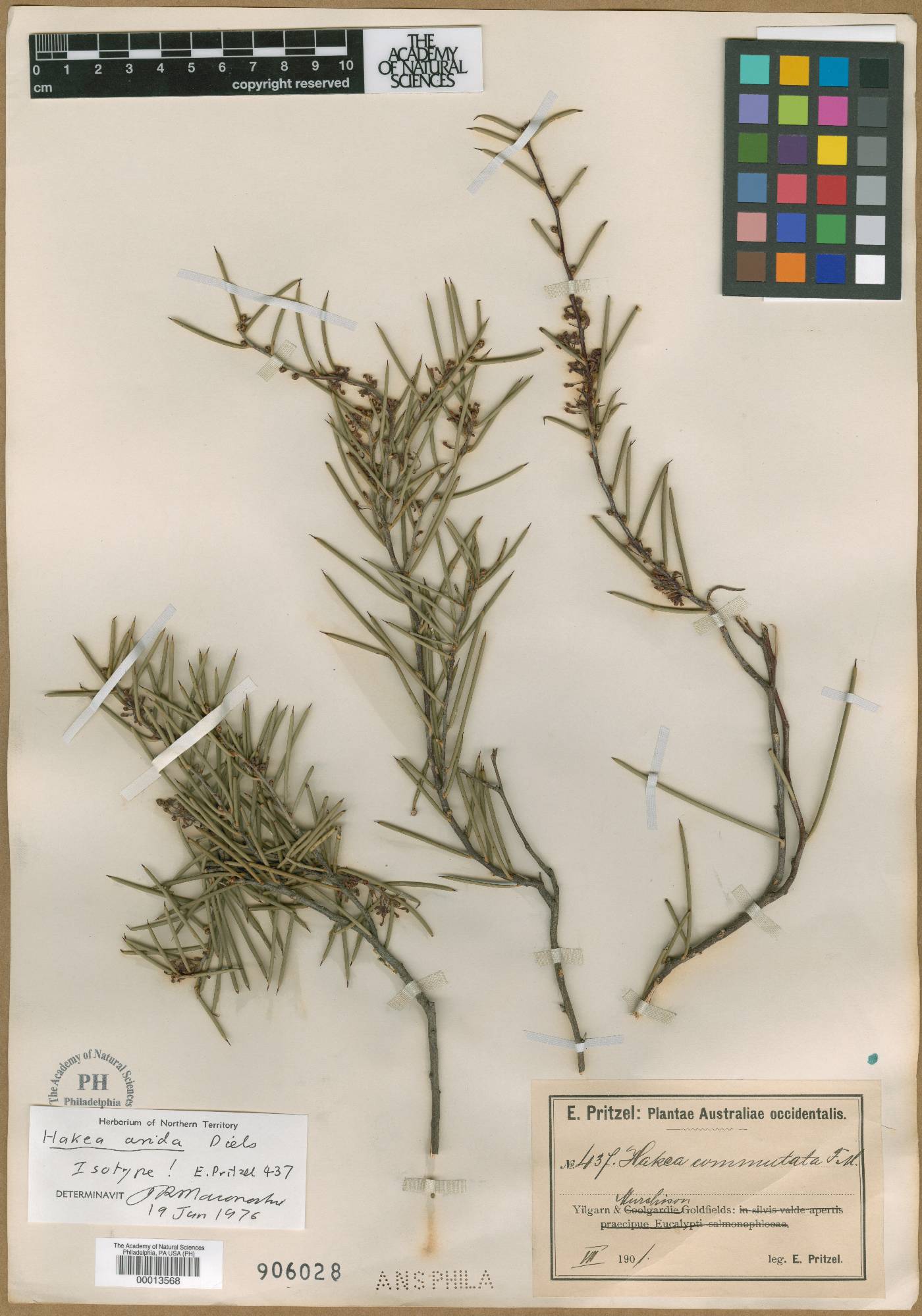 Hakea recurva subsp. arida image