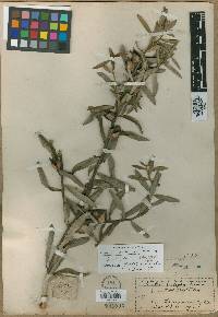 Image of Hakea ambigua