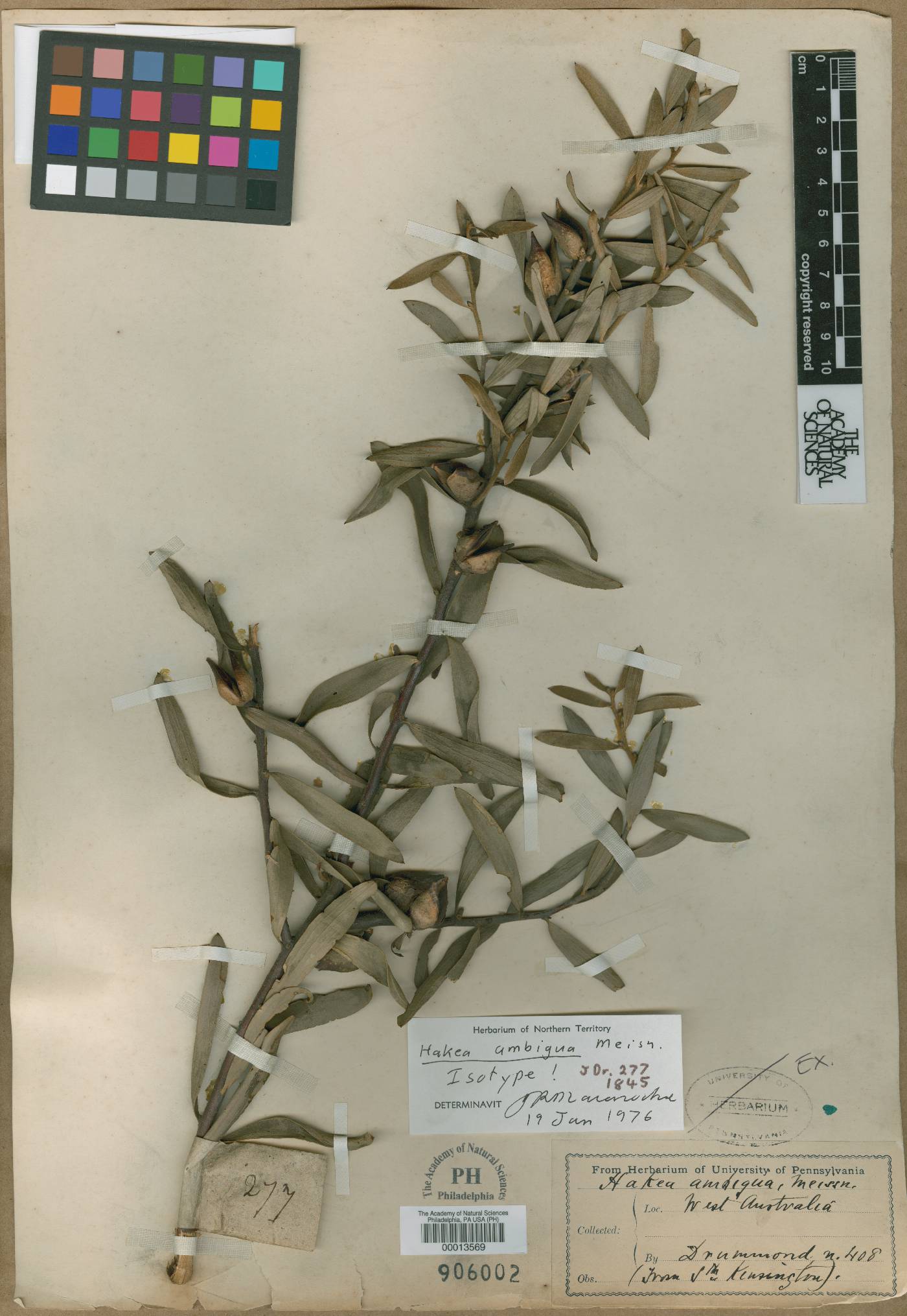 Hakea ambigua image