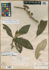 Glossoloma bolivianum image