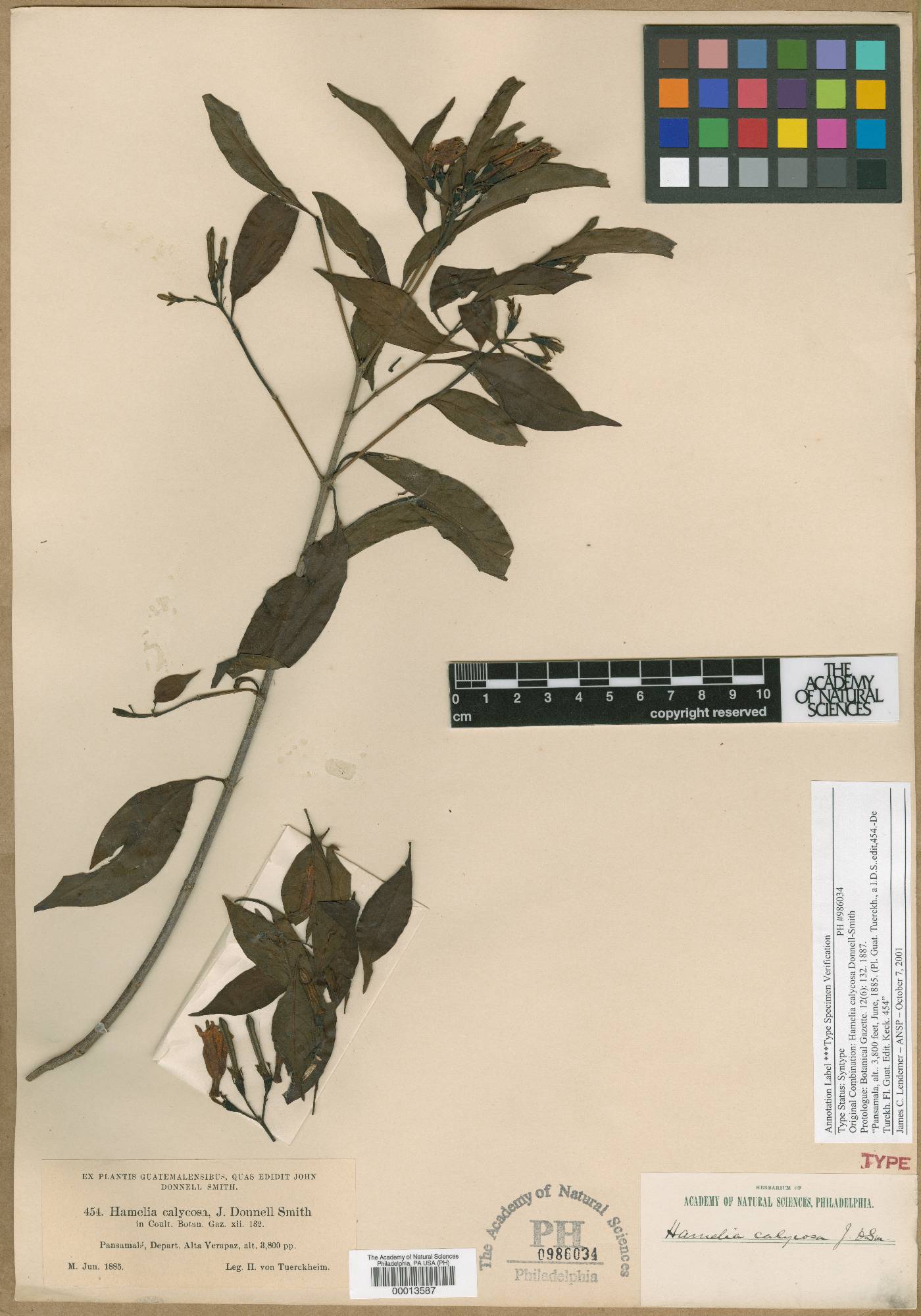 Hamelia calycosa image