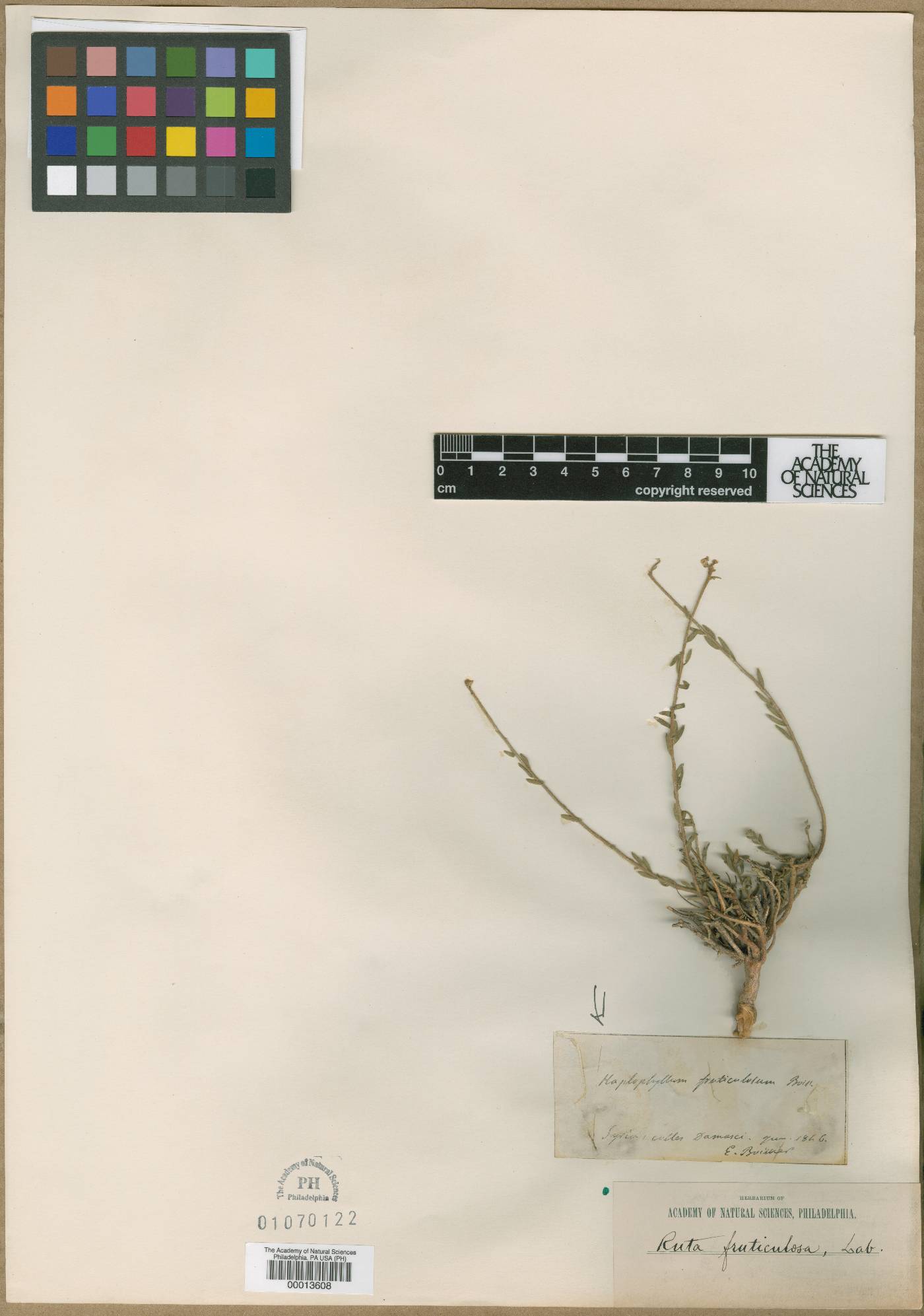 Haplophyllum fruticulosum image