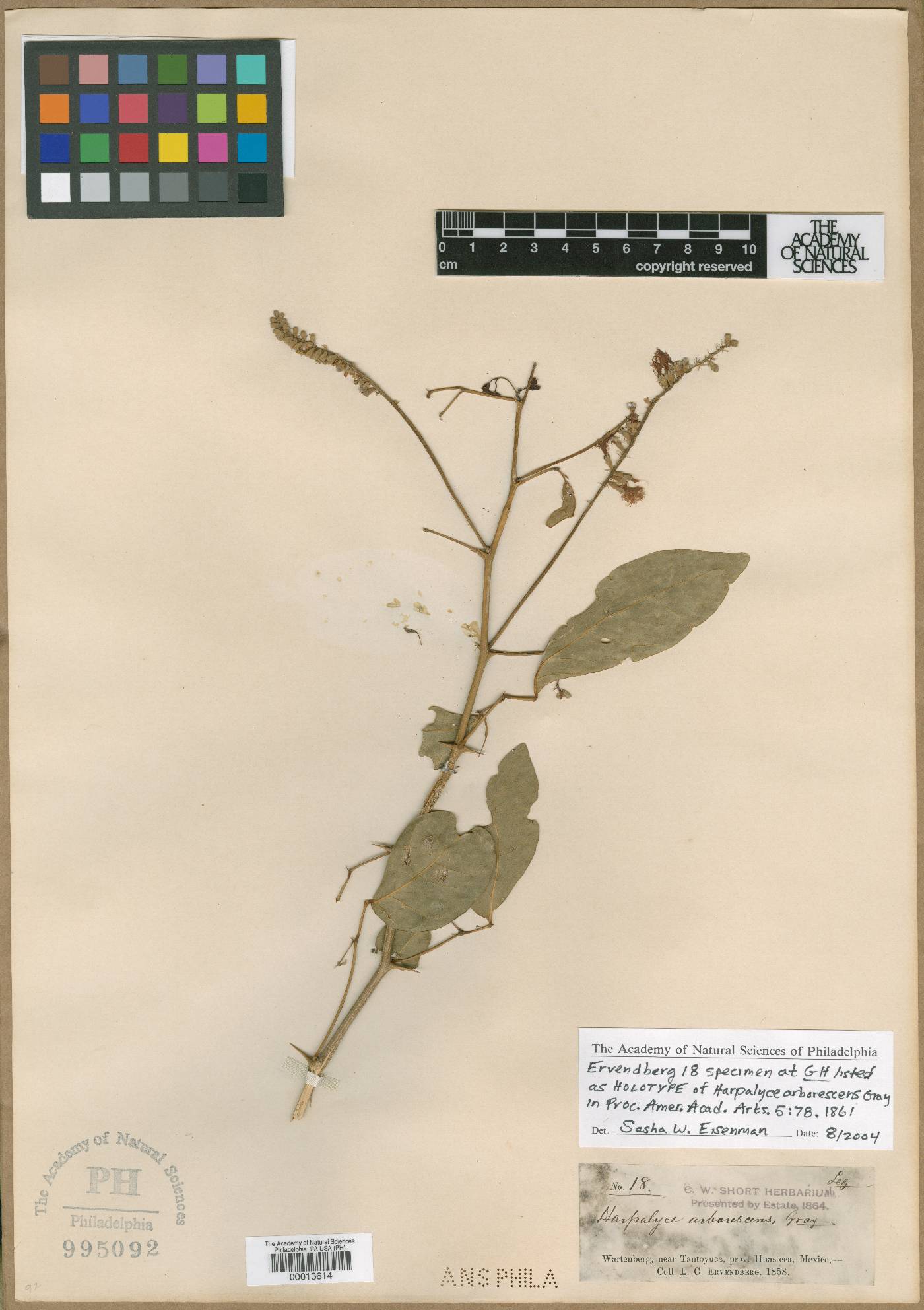 Harpalyce arborescens image