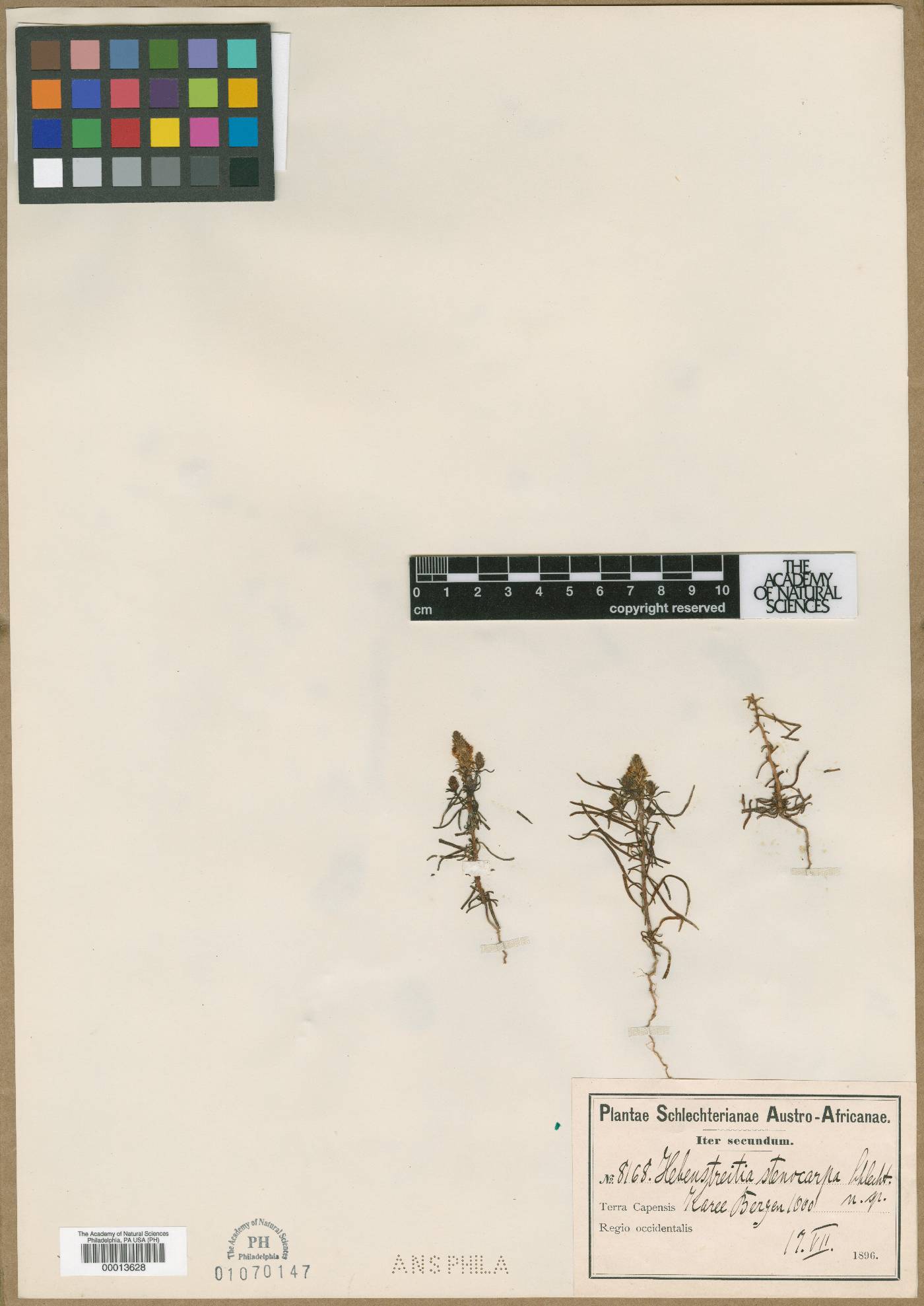 Hebenstretia parviflora image