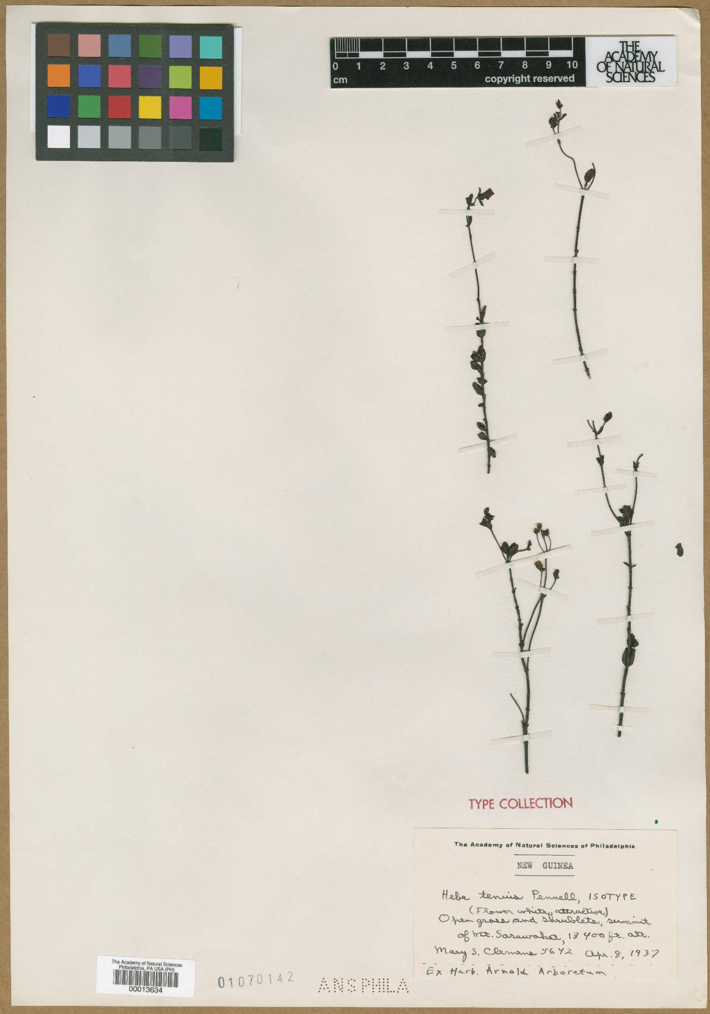 Veronica strigosa image