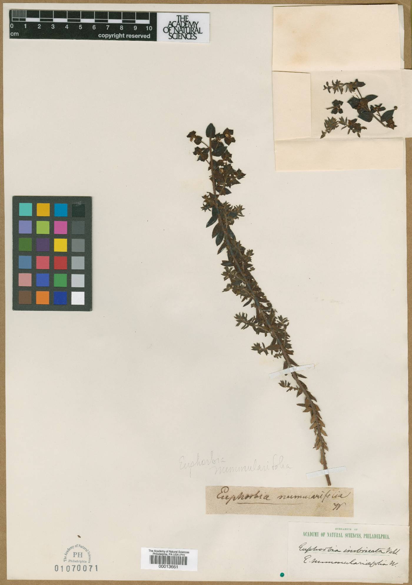 Euphorbia pithyusa subsp. pithyusa image