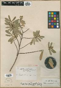 Euphorbia rivularis image