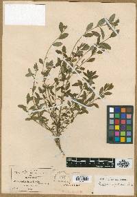 Euphorbia xylopoda image