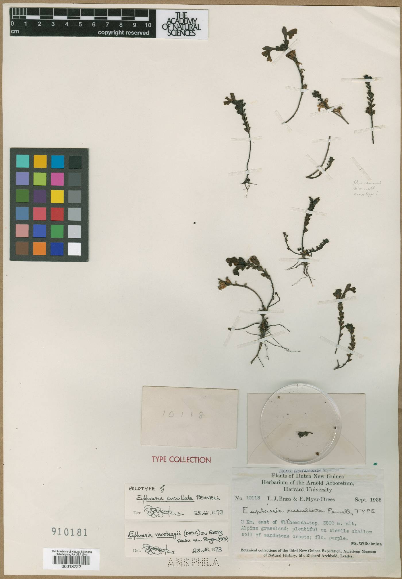 Euphrasia versteegii image