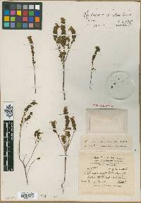 Image of Euphrasia densiflora