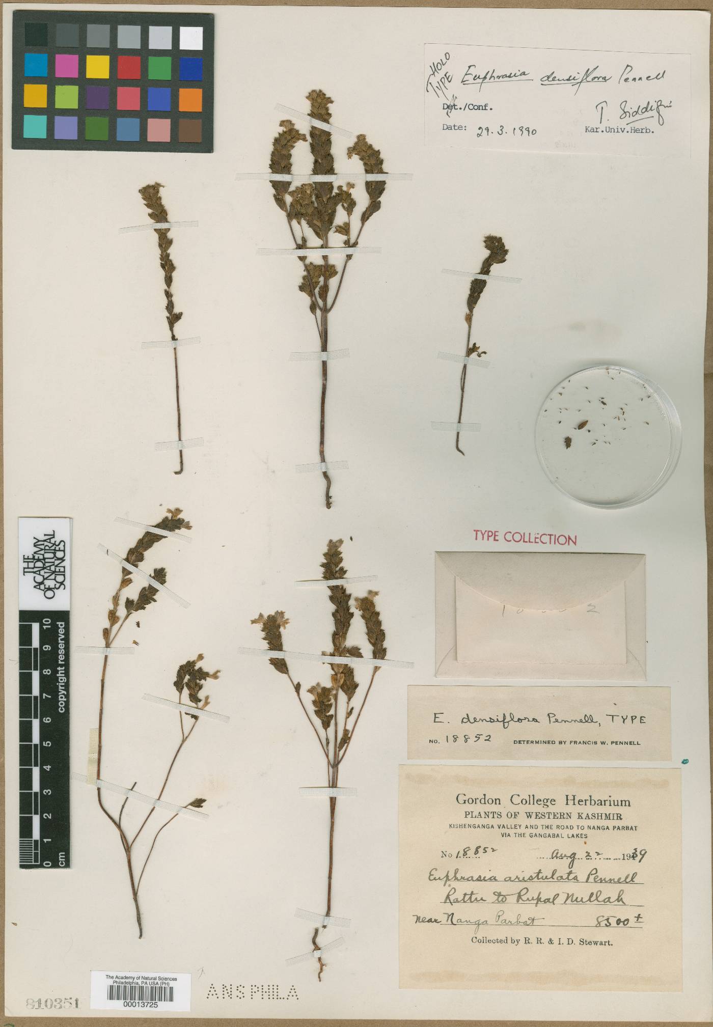 Euphrasia densiflora image