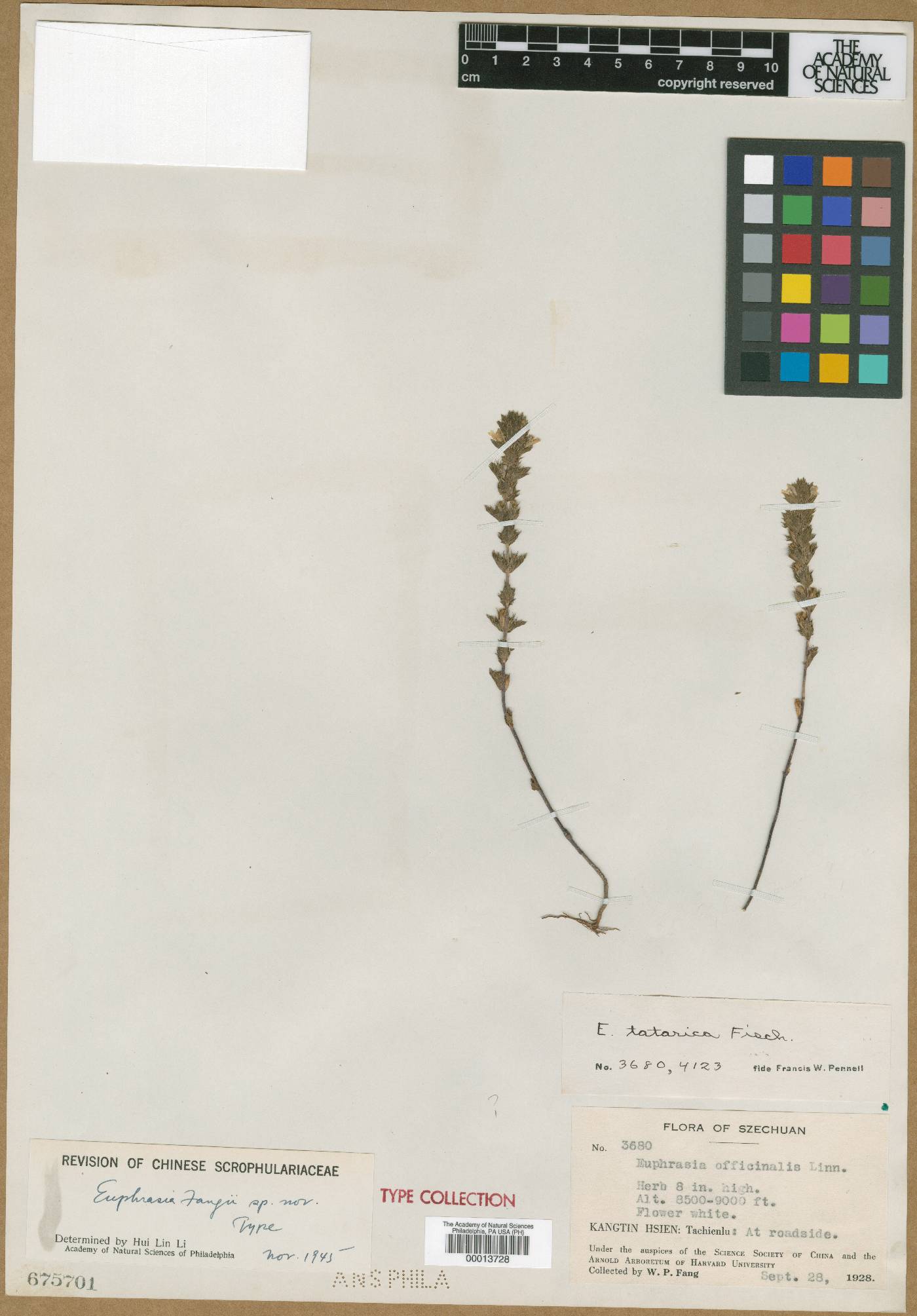 Euphrasia regelii subsp. regelii image