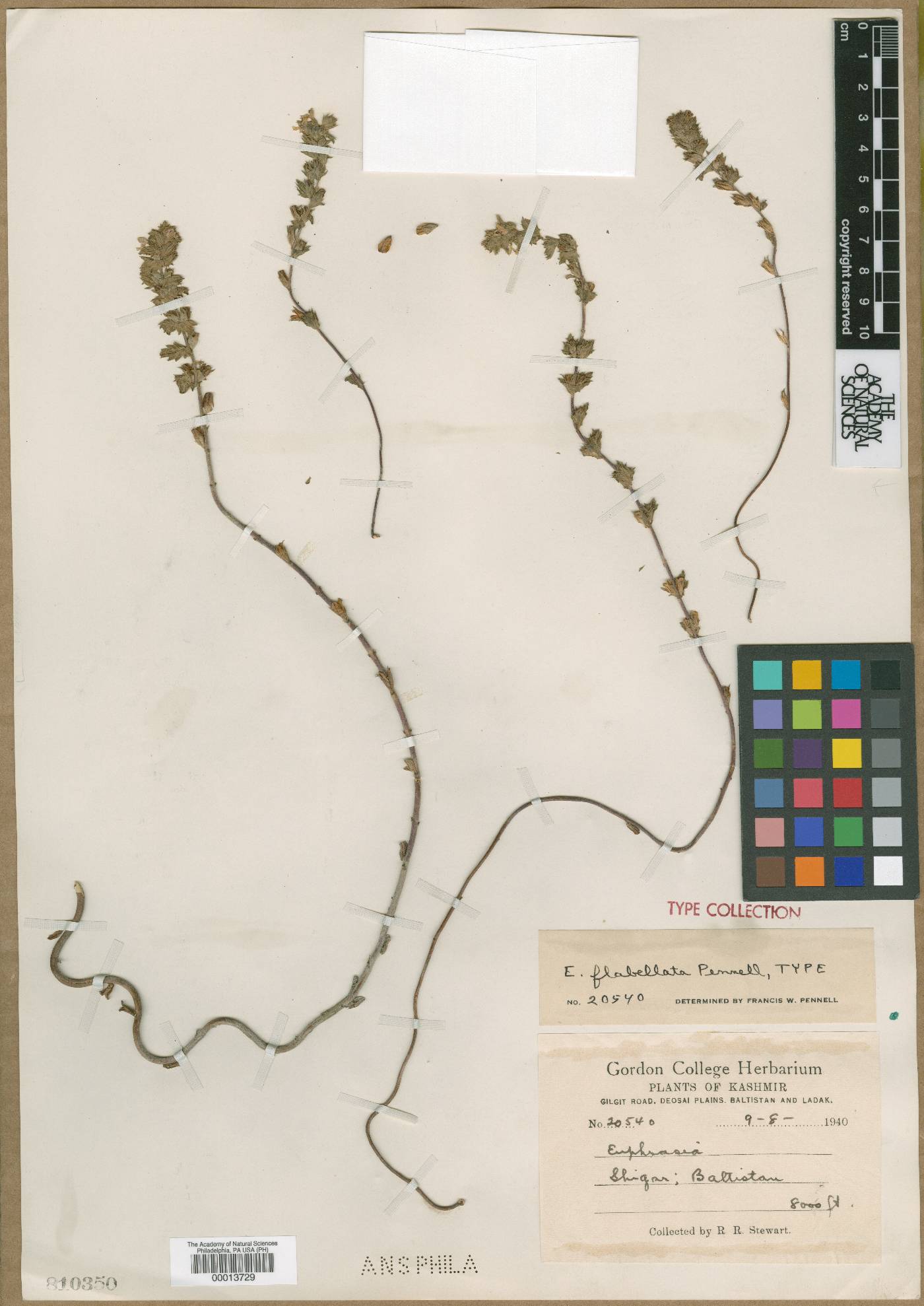 Euphrasia flabellata image