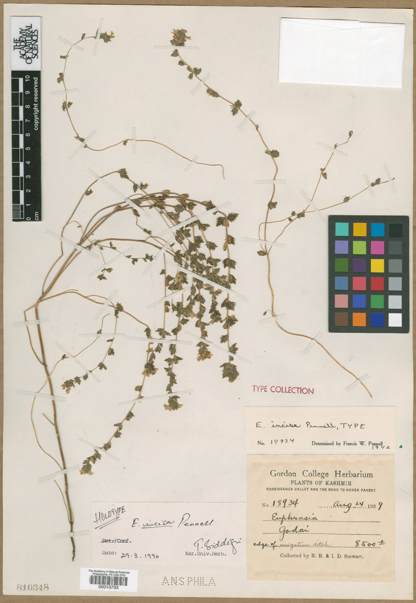 Euphrasia incisa image