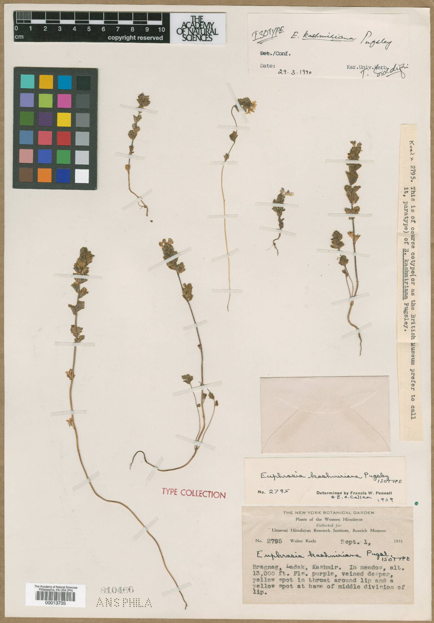 Euphrasia kashmiriana image