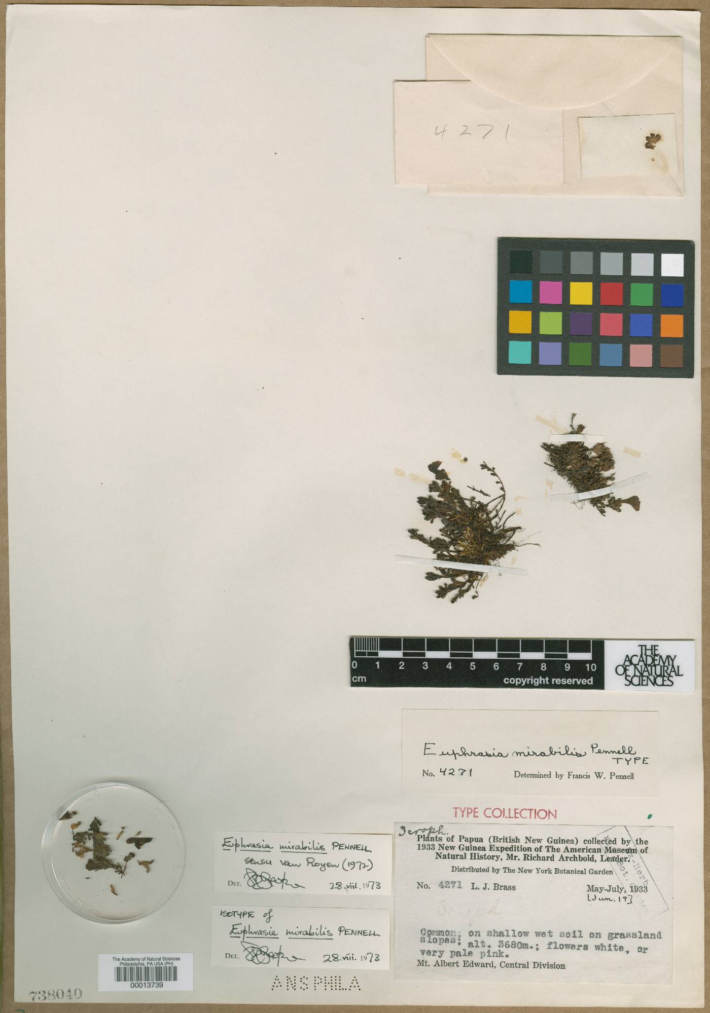 Euphrasia mirabilis image