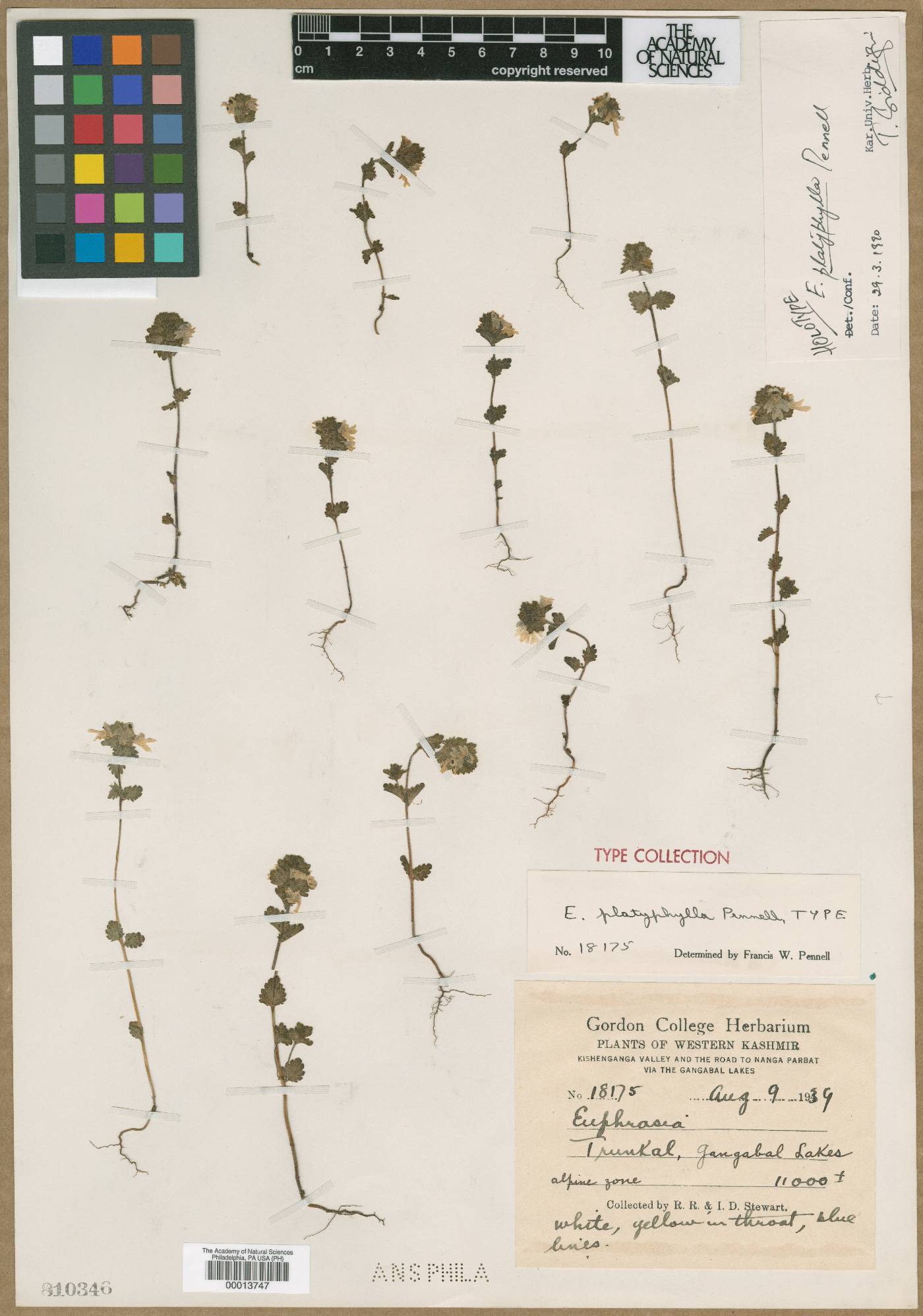 Euphrasia platyphylla image