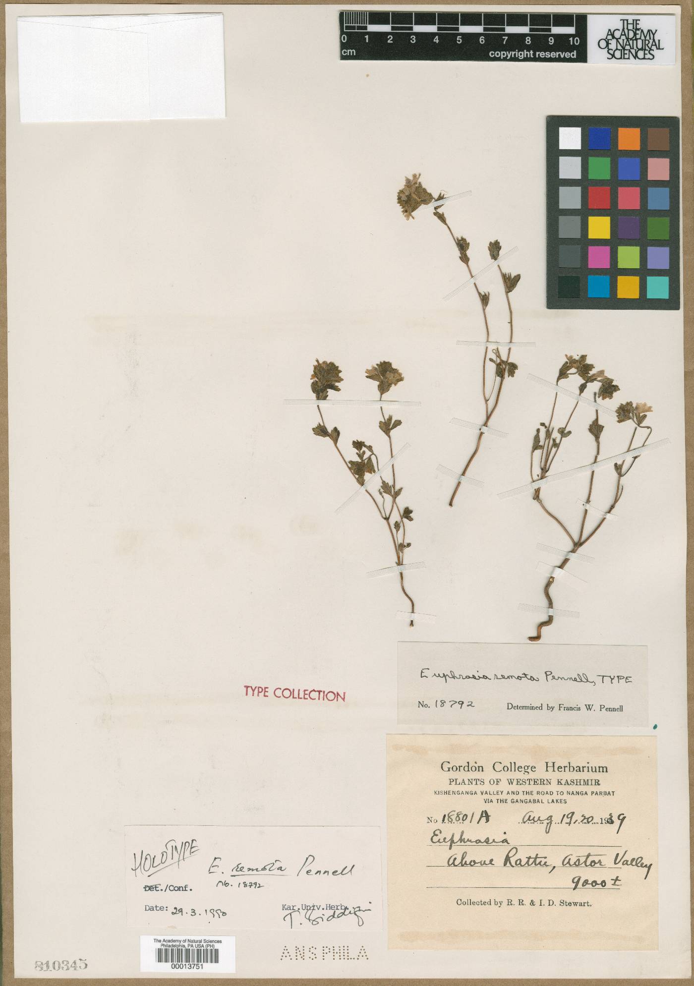 Euphrasia remota image