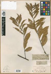 Image of Eurya angustifolia