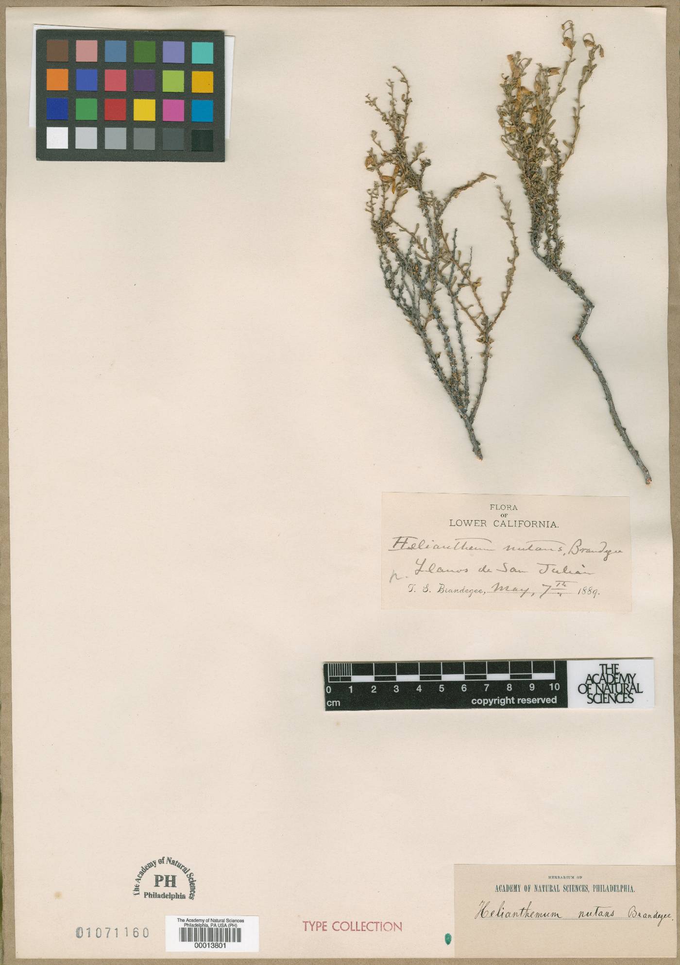 Helianthemum nutans image