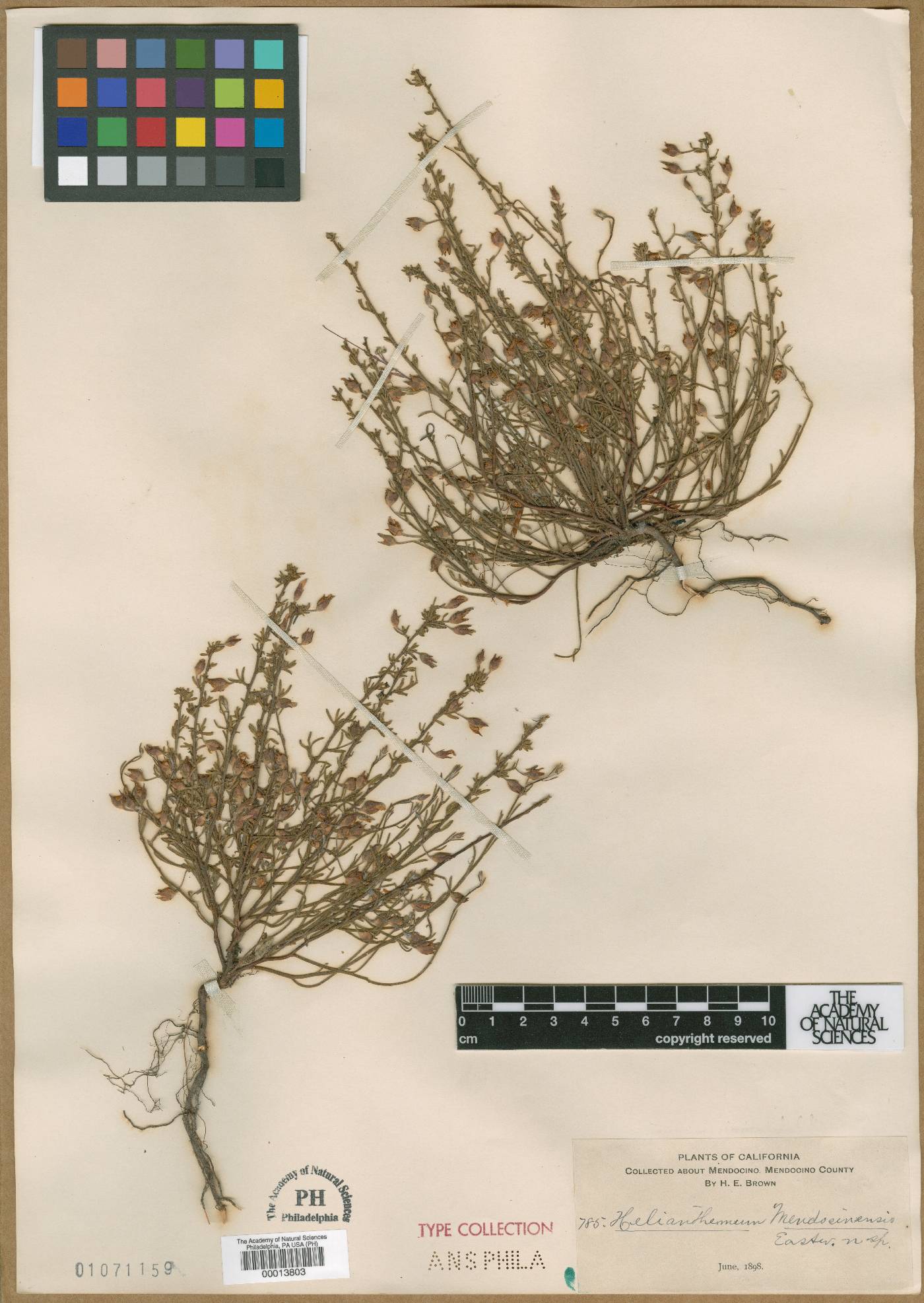 Halimium lasianthum subsp. alyssoides image