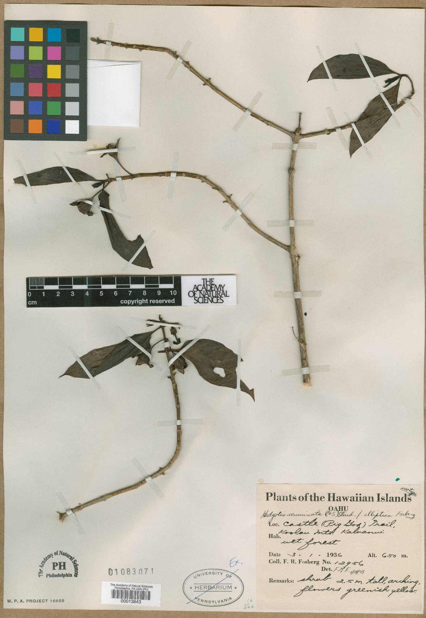 Kadua acuminata image