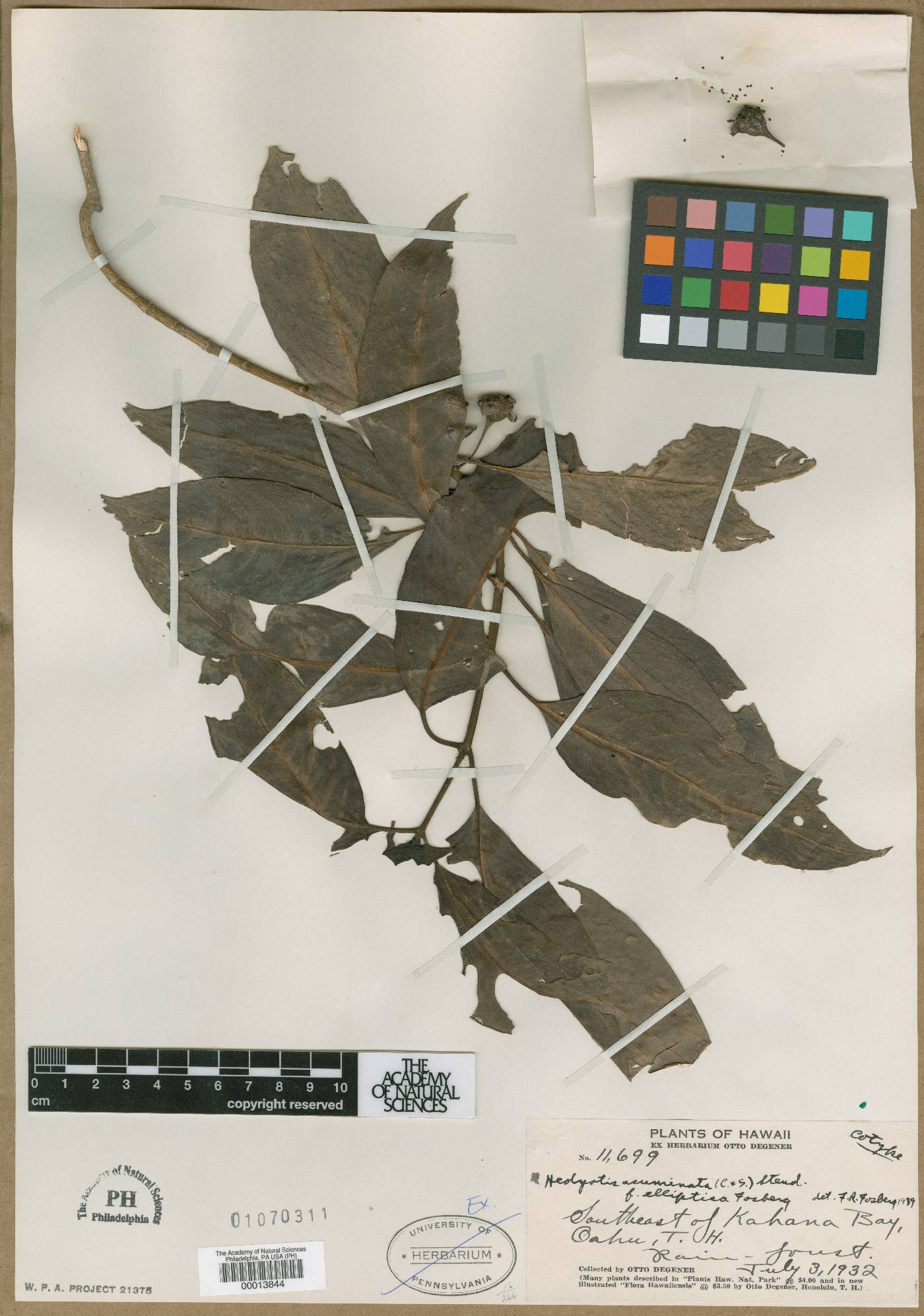 Kadua acuminata image