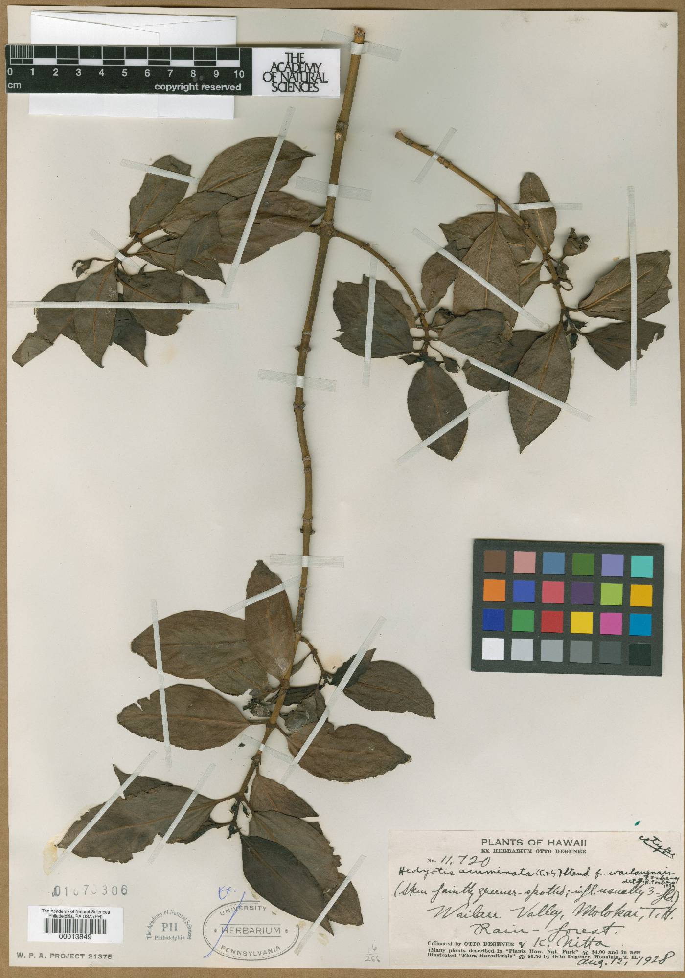 Kadua acuminata image