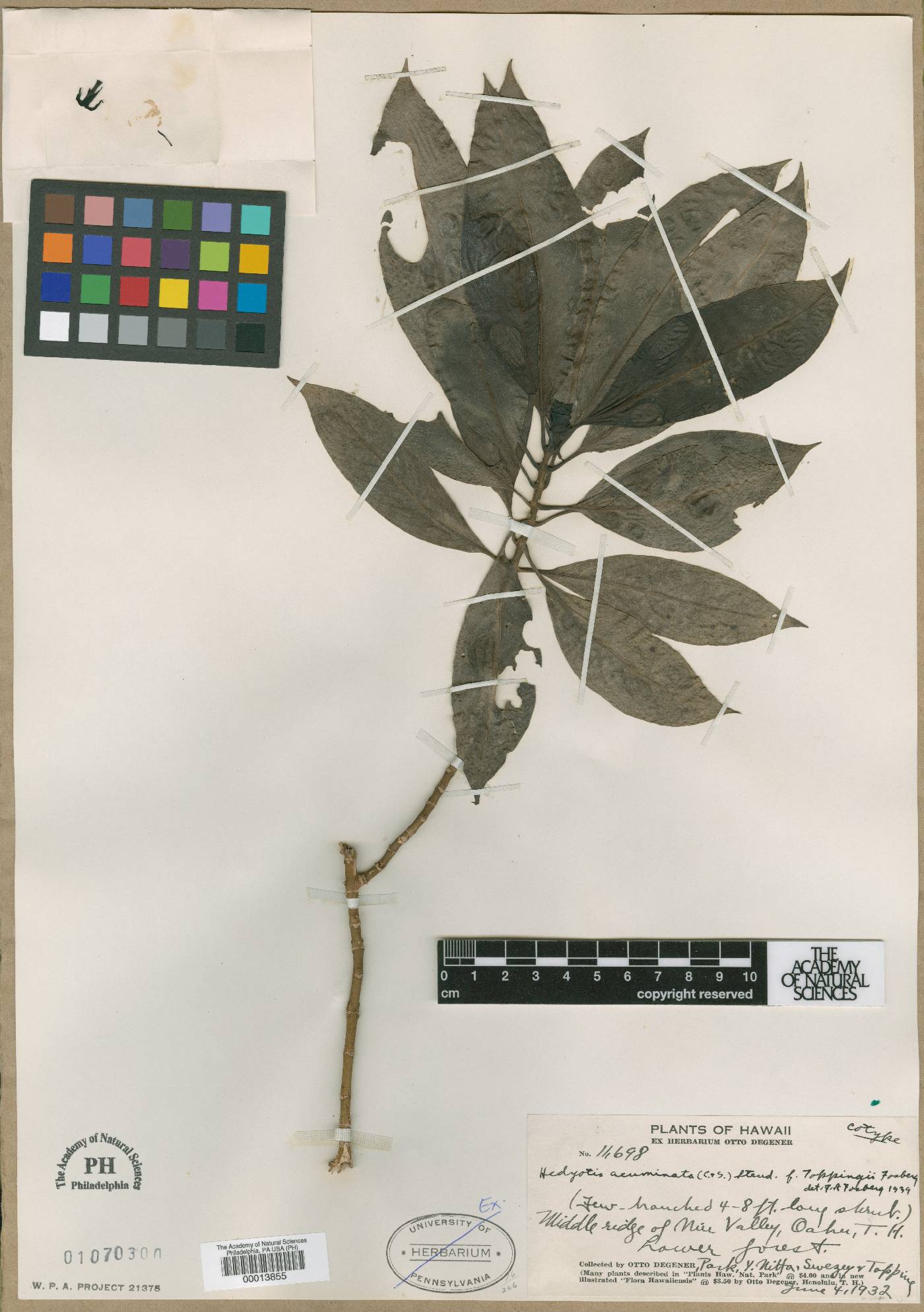 Kadua acuminata image
