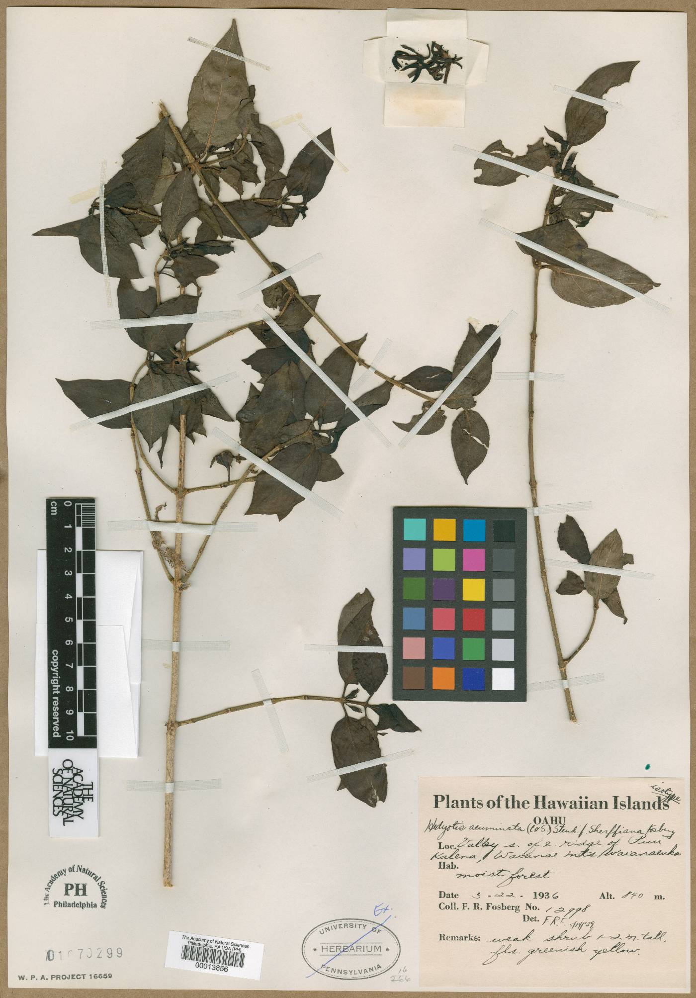 Kadua acuminata image
