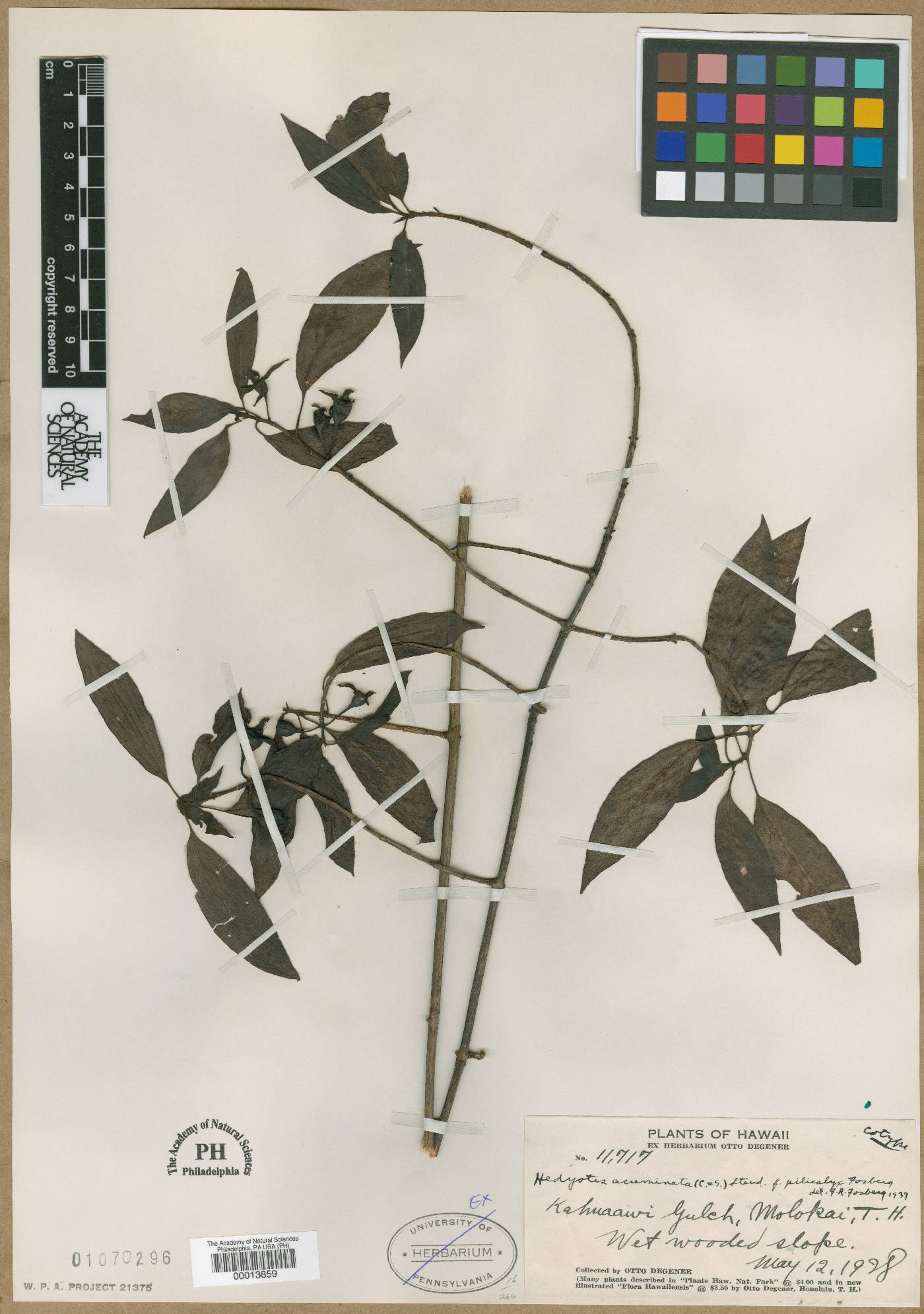 Kadua acuminata image