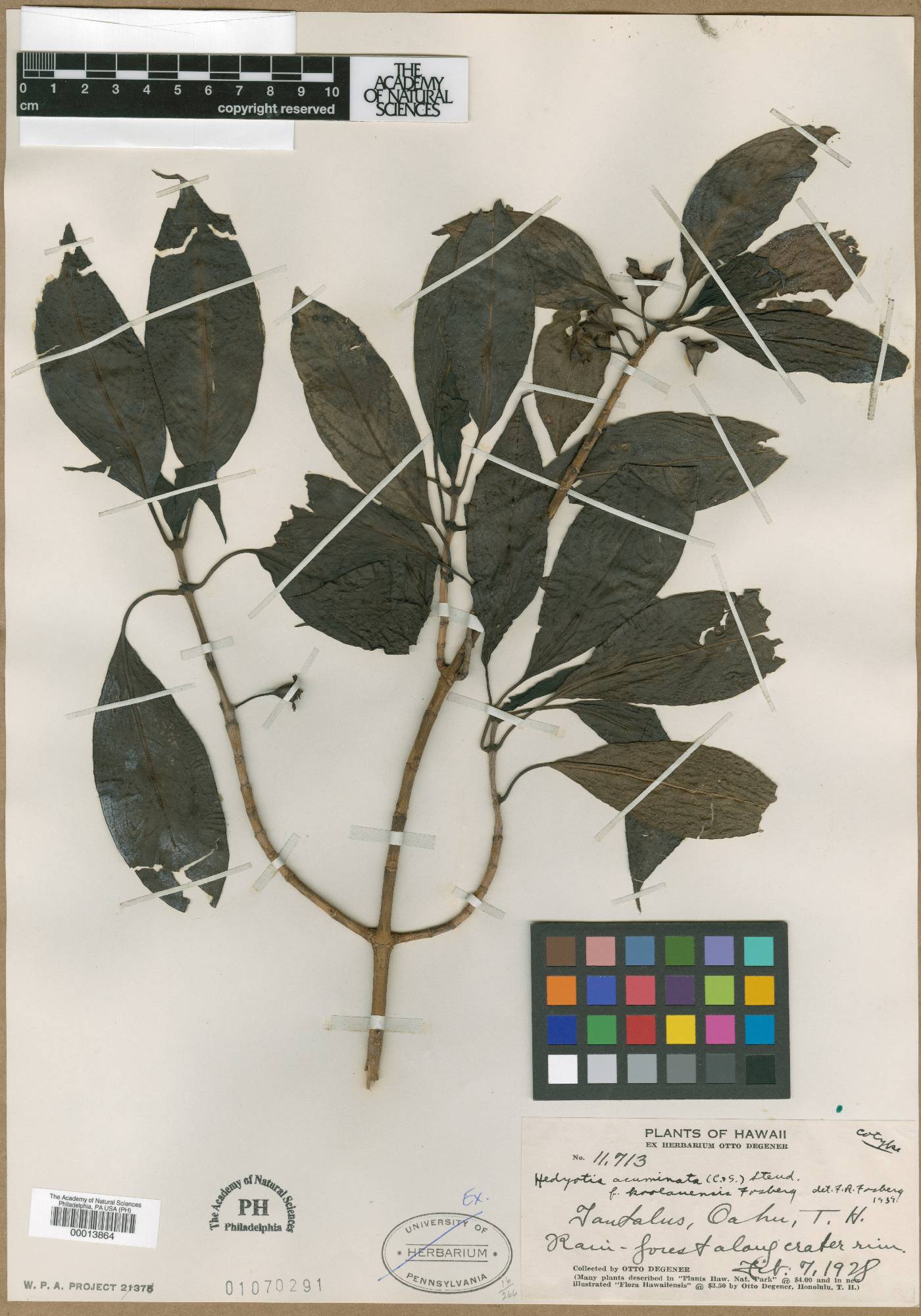 Kadua acuminata image