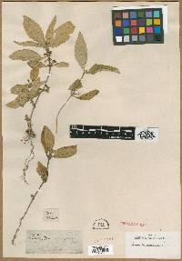 Media resource of Exallage ulmifolia