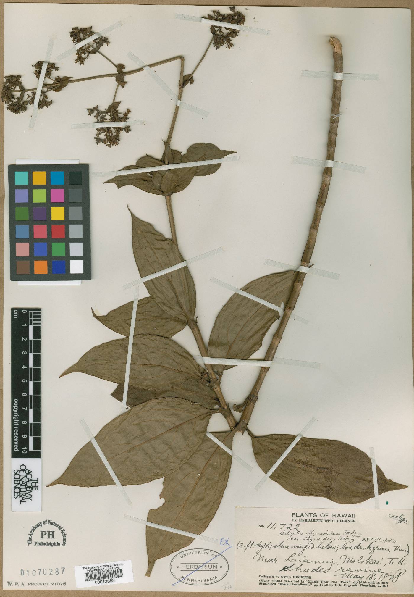 Hedyotis thyrsoidea image