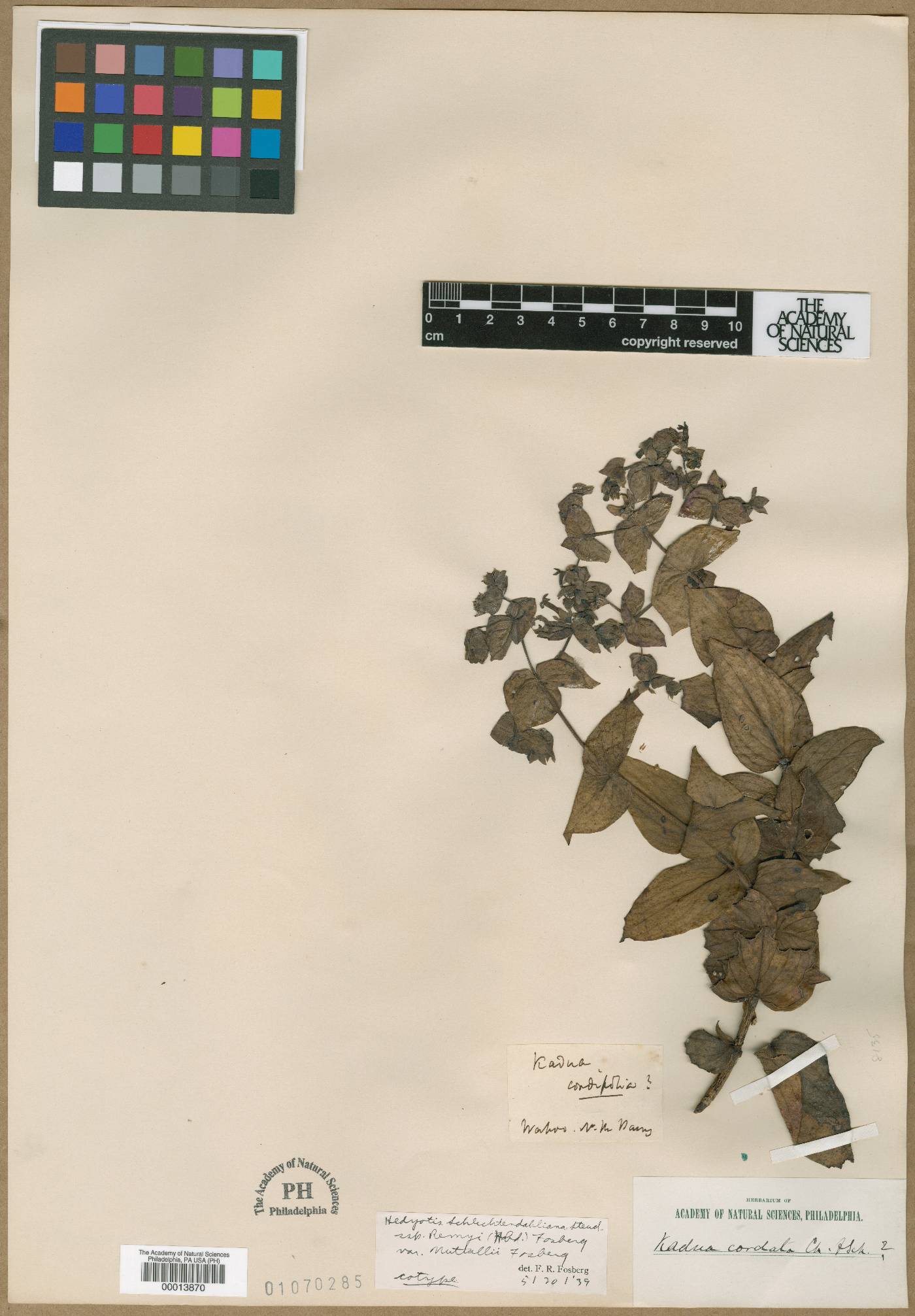Hedyotis schlechtendahliana var. nuttallii image