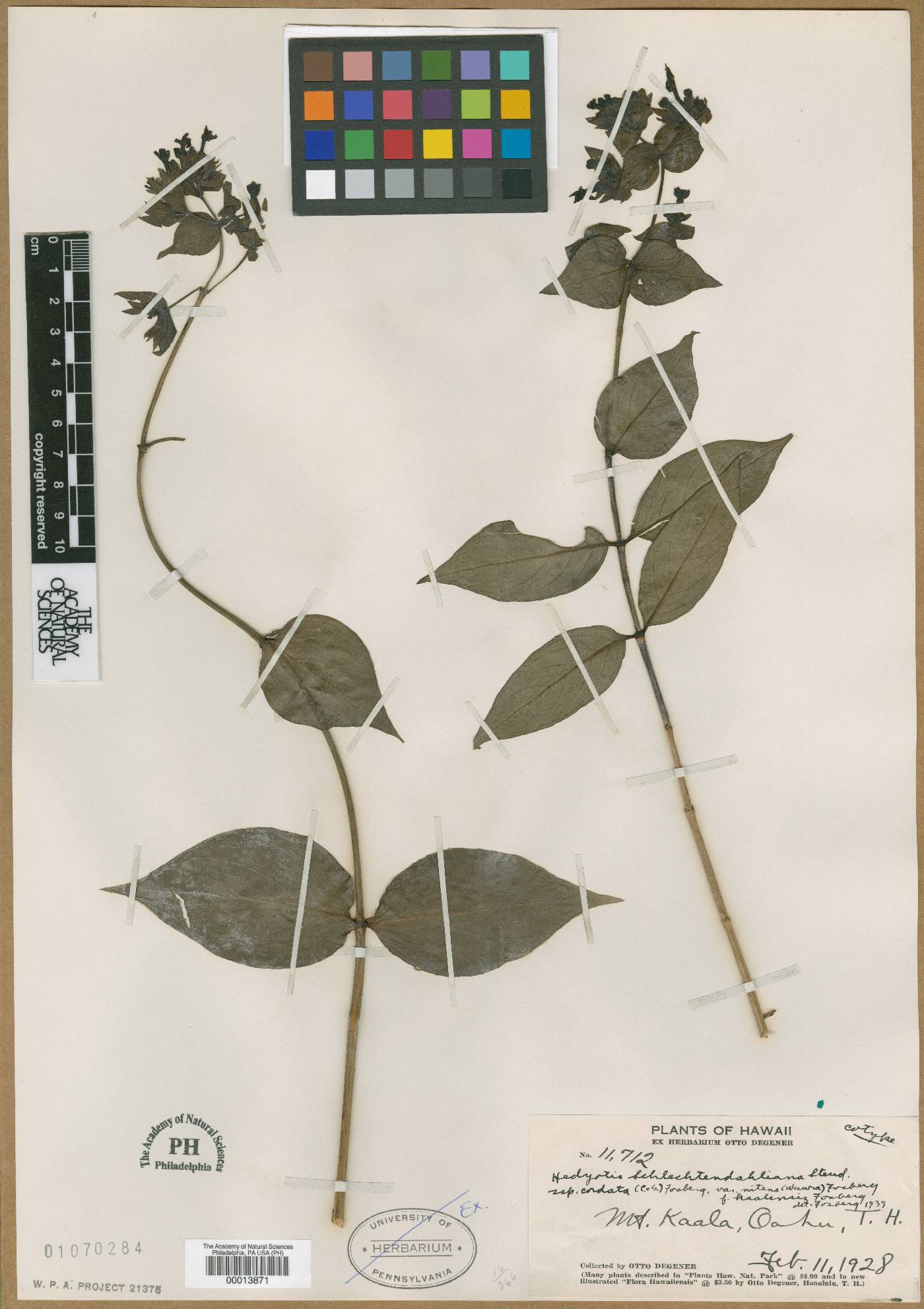 Kadua cordata subsp. cordata image